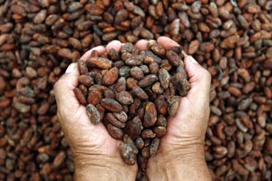 p.6 semi di cacao