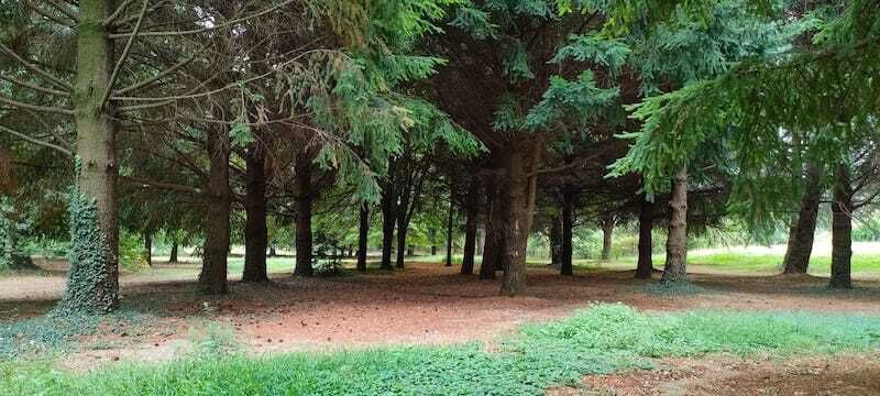 RitiroTavernerio Alberi