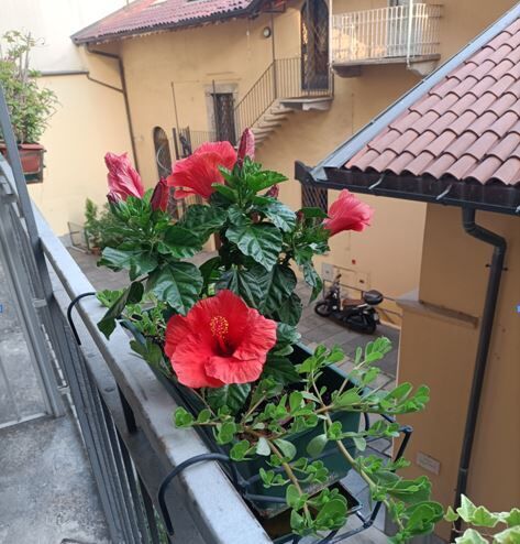 fiori mazzocchi