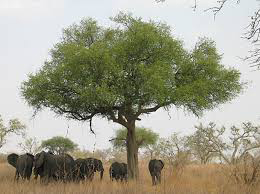 cameroon 2