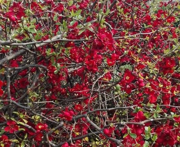PERCH&Eacute;' LA PRIMAVERA NON LO SAPEVA!
